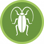 Disinfestazione ecologica blatte