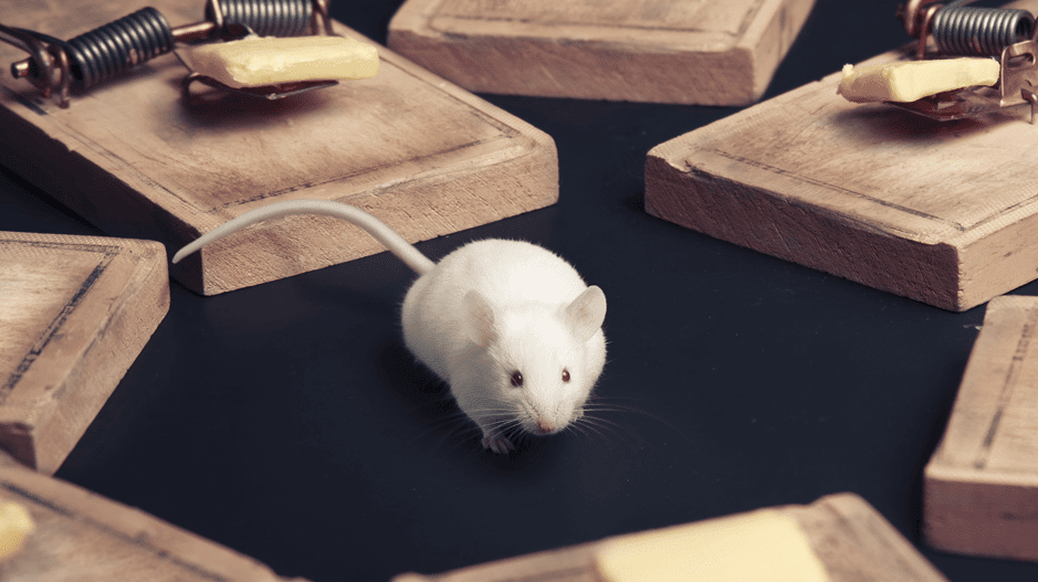 derattizzazione topi e ratti a torino