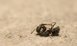 Quello che che può risultare efficace per sterminare una colonia di formiche, ad esempio, non necessariamente potrebbe dare gli stessi risultati ottimali contro gli scarafaggi