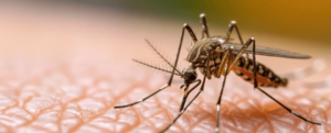 Zanzara dengue